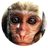 Help A Monkey